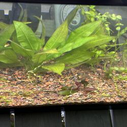 Super Deal ! Aquarium Plants entire 55 gallon worth 