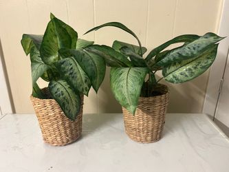 Artificial Potted Plant 12 Inches High , Indoor/Outdoor/Bamboo. Both 5$