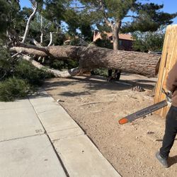 Firewood 