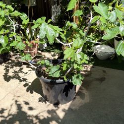 Black Mission Fig Tree