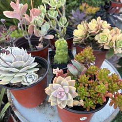 Variety Of Succulents Plants 
