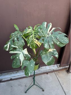 6” big monstera Thai constellation
