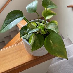 Happy And Healthy House Plant In Nice Pot