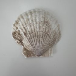 Beautiful Scallop Shell #2