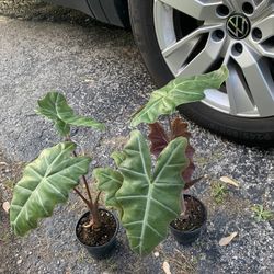 Alocasia Plants!! ONLY $15 Each!! 