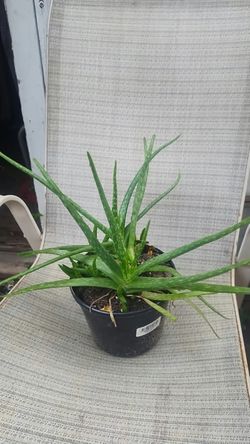 Aloe vera plants
