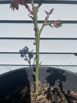 Hermosas Rosas Para Plantar