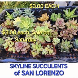 BIG PLANT SUCCULENT SALE TODAY SATURDAY  STARTS AT 130 IN SAN LORENZO 