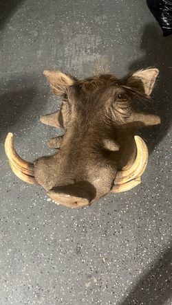 Warthog taxidermy