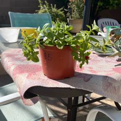 SUNNY. ROSE. FLOWERING PLANT