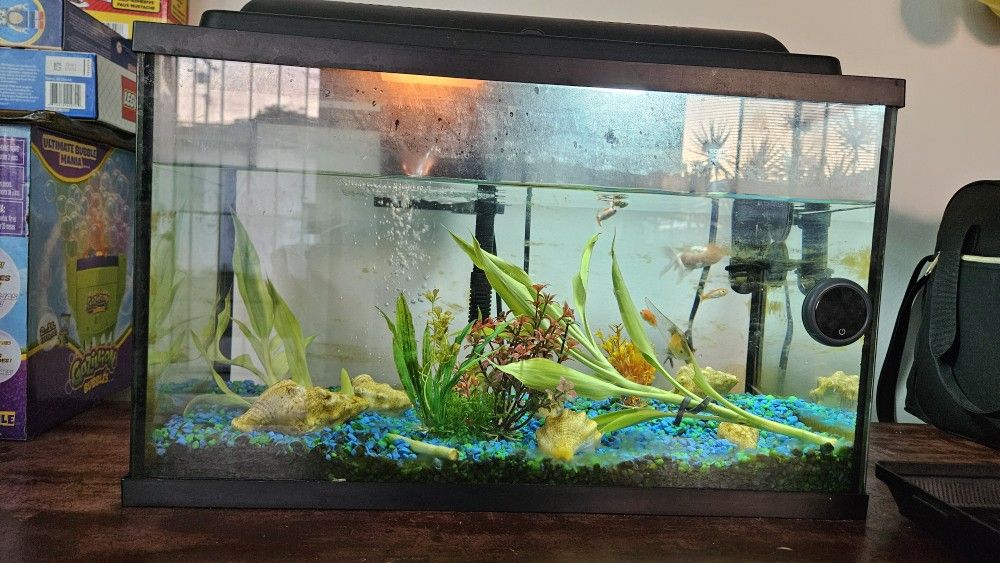 Fish Tank 10 Gallon