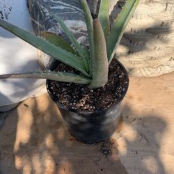 Aloe Vera 1 Gallón.