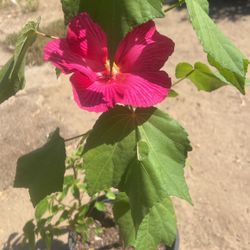 Arbolito De Sombra Floreando 