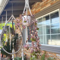 Hanging Plants In Planters