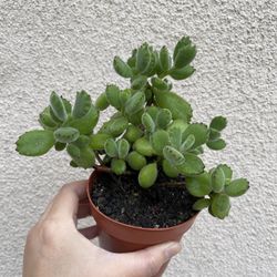 Beautiful Panda Paw 🐾 Succulent Plant
