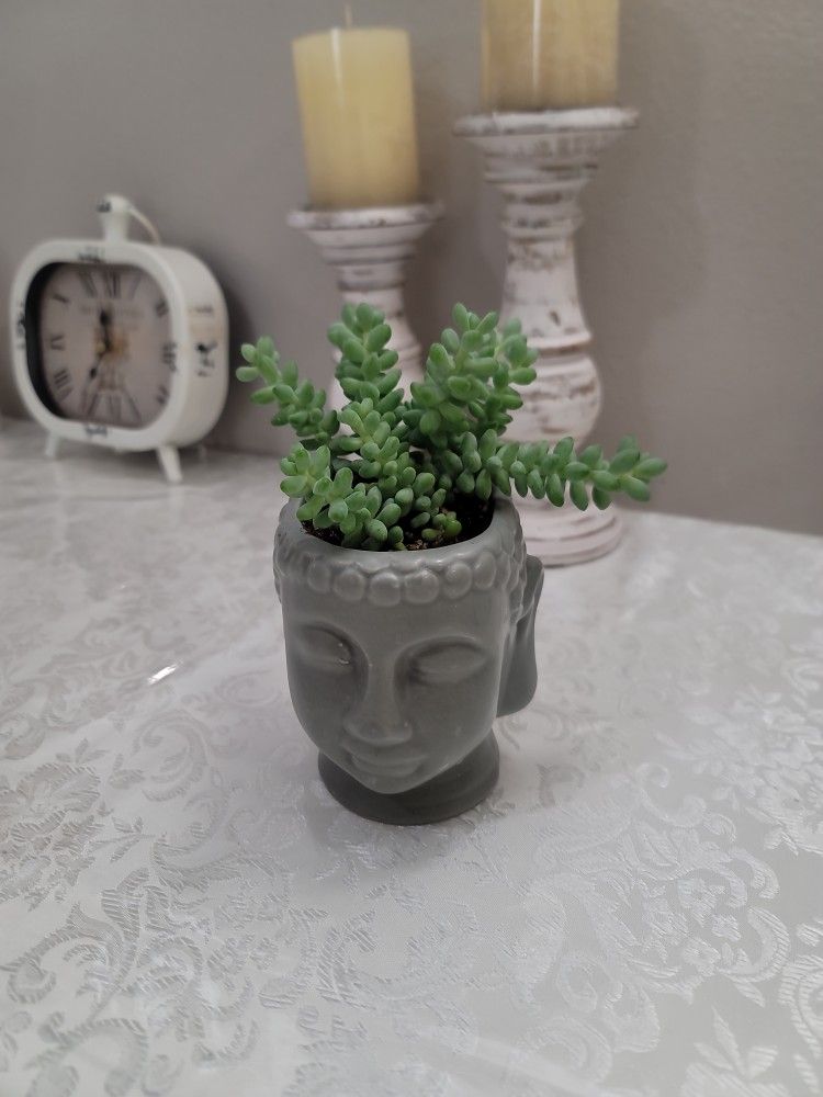 Succulent Plant With Ceramic Pot 