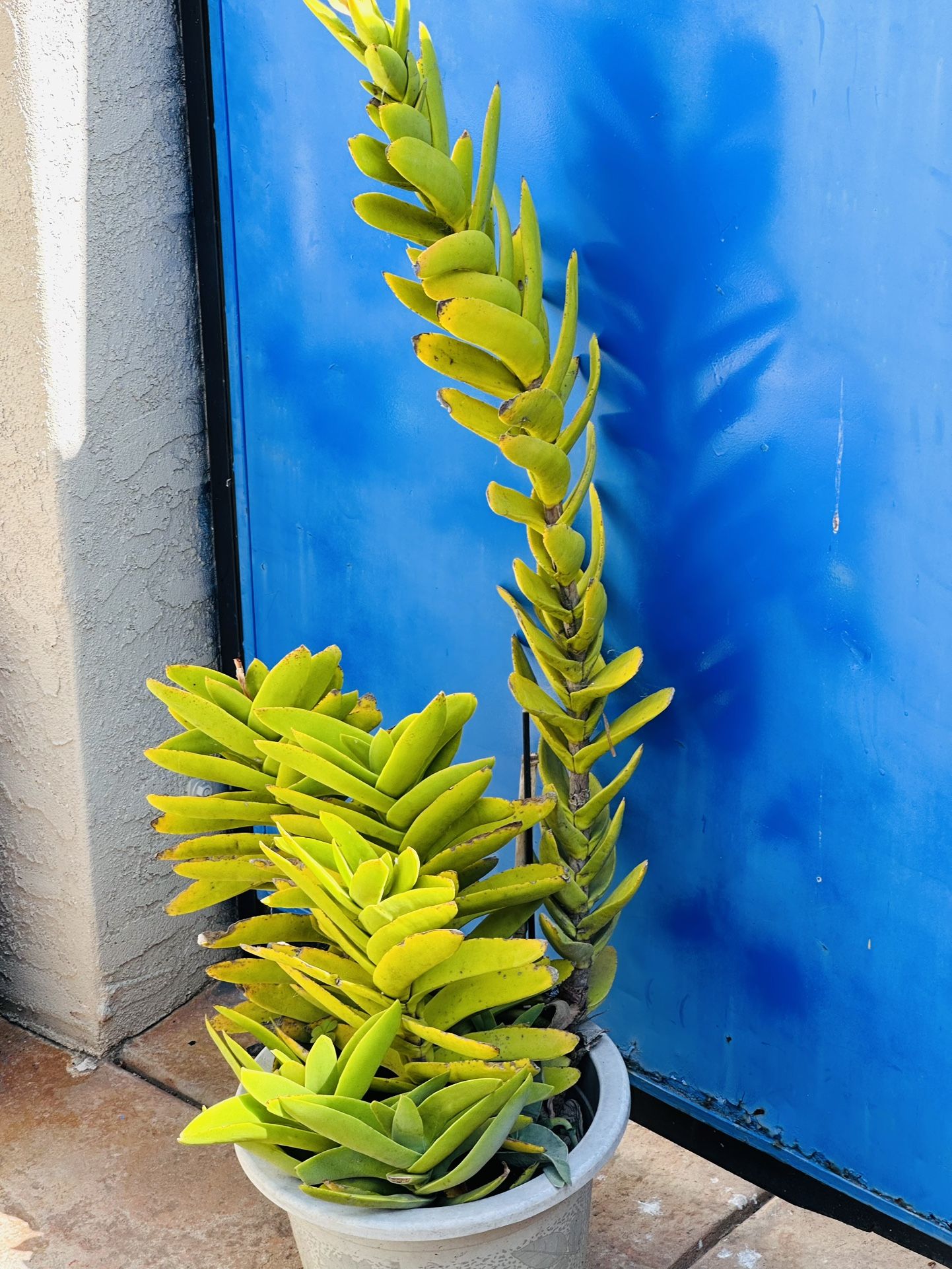 crassula falcata "Propeller plant