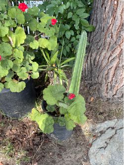 Green fruit plant cactus
