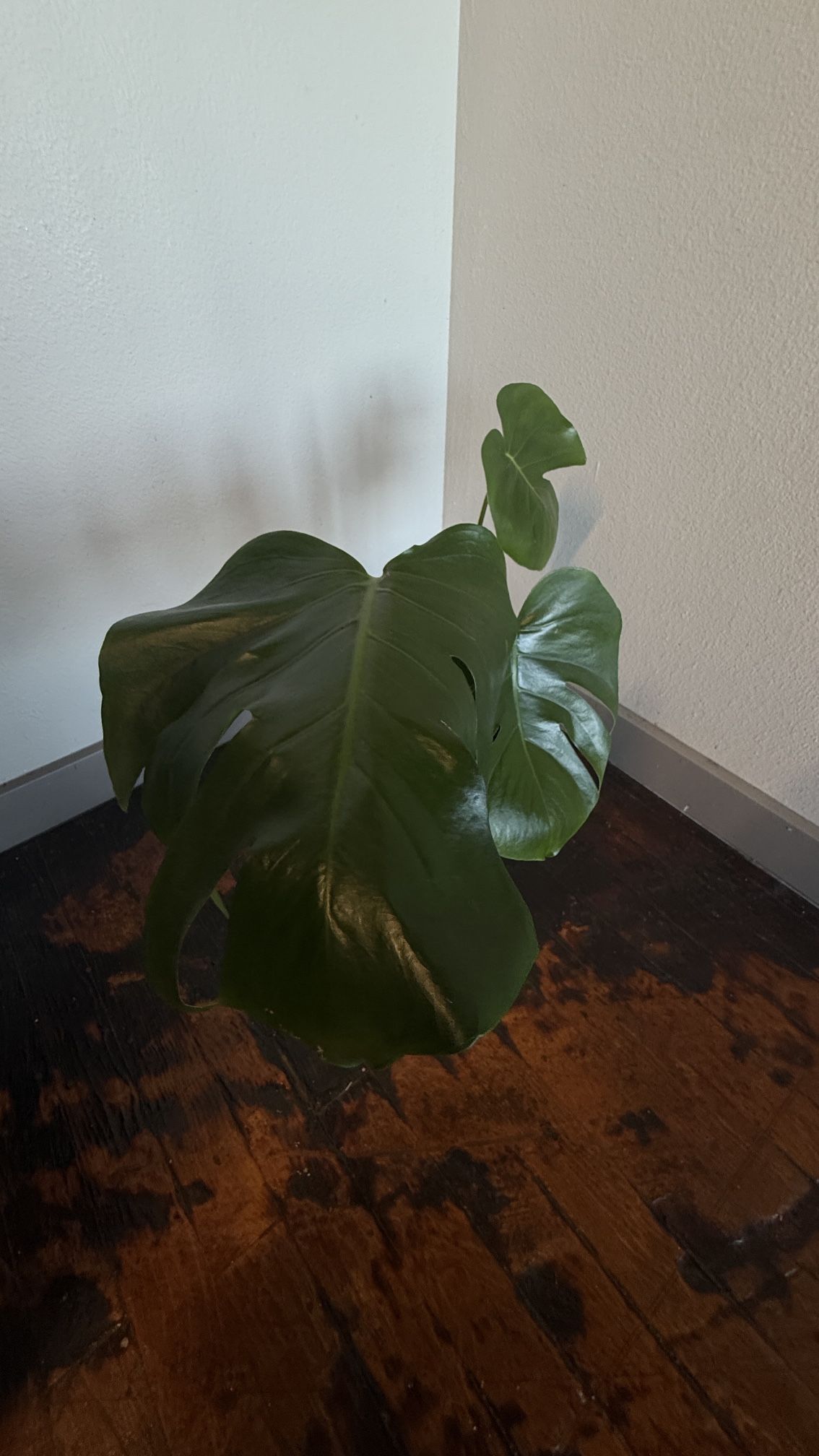 4 Different Monstera Plants