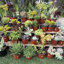 Variety Of Succulents Plants 