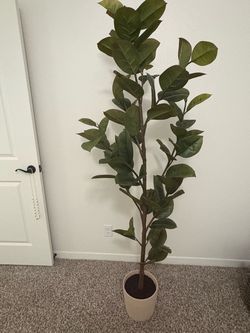 Magnolia Tree