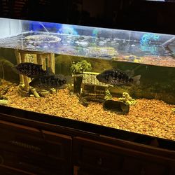 Aquarium Fish Tank 