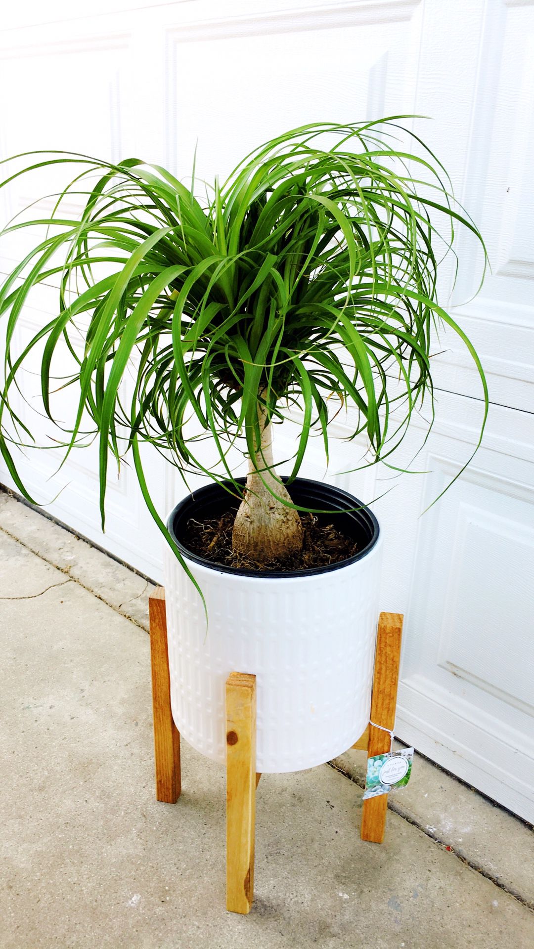 Ponytail Palm. Plant only-About 20” tall. PLANTER IS NOT INCLUDED. $20 each