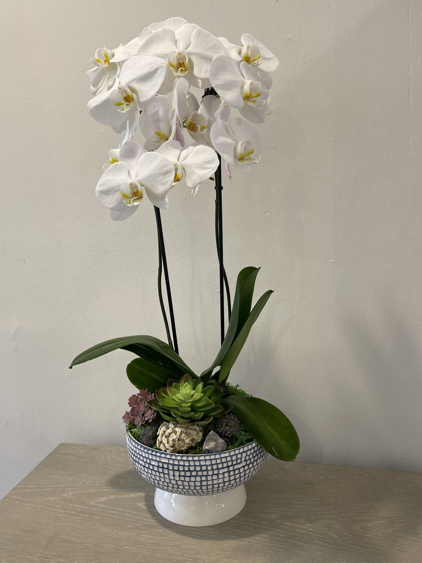 Orchid Planter For Last Minute Mother’s Day 