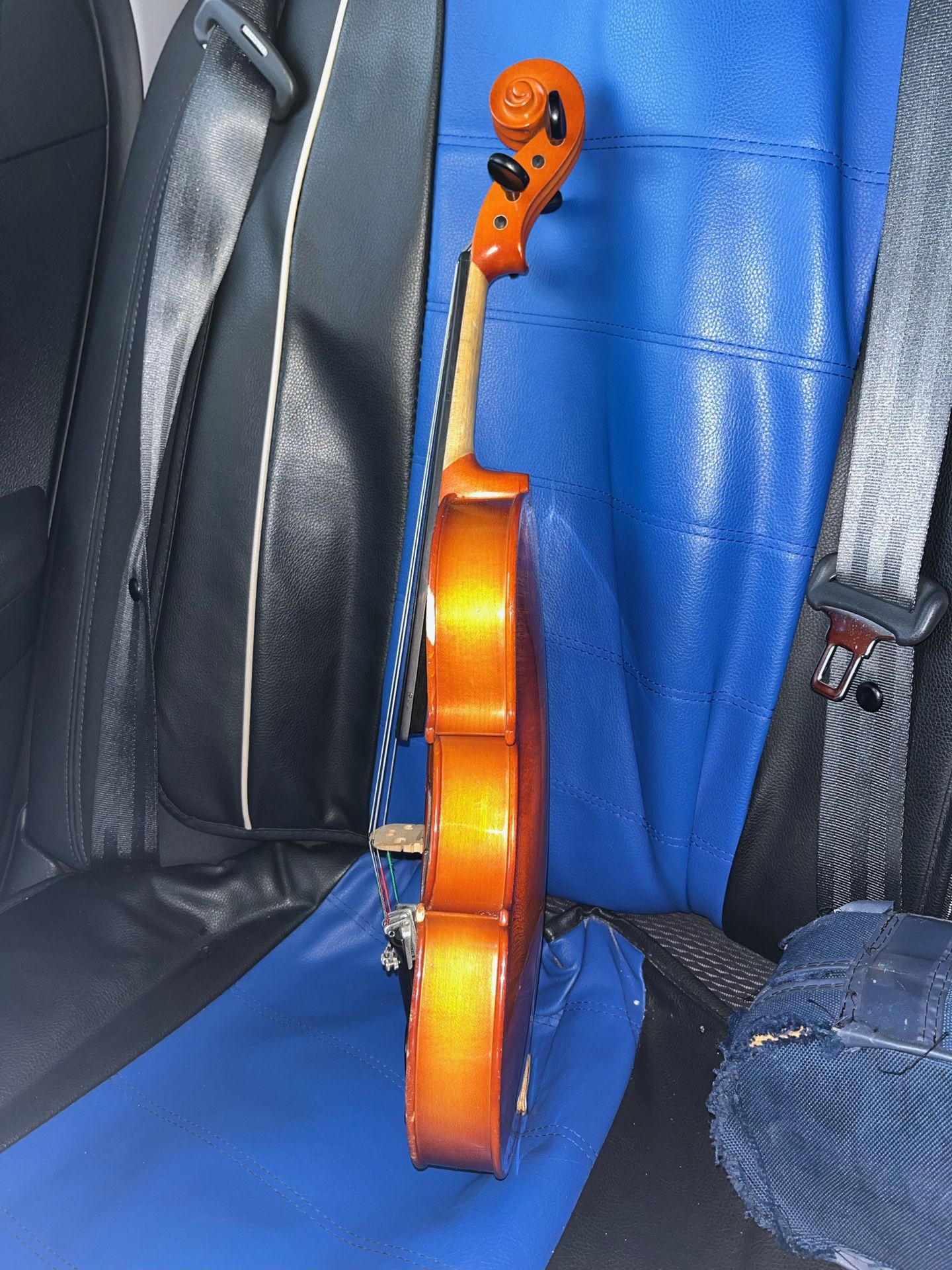 Viola