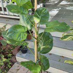 Hawaiian Golden Potho's Plant 