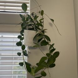 hoya australis Hanging Plant
