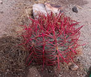 1 Large Fire Barrel Cactus