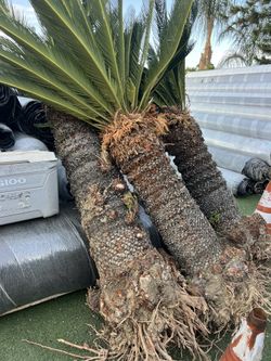 Sego Palms $1600  For All 3 