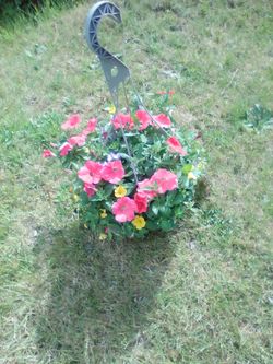 Fantastic flowers