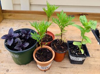 Strong, healthy, and organically grown plants of Happy frog soil