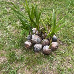 Coconut Trees For Sale 