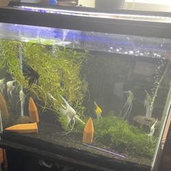 69 Gal Tall Fish Tank