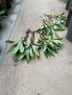 Free Foxtail Agave Plants Last  Chance