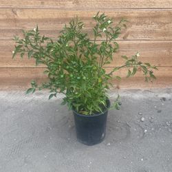 Planta De Chile Piquín 