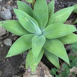 Fox Tail Agave Plant