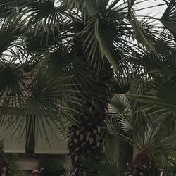 Palm Tree