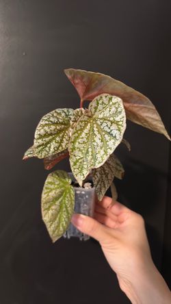 Begonia snow capped