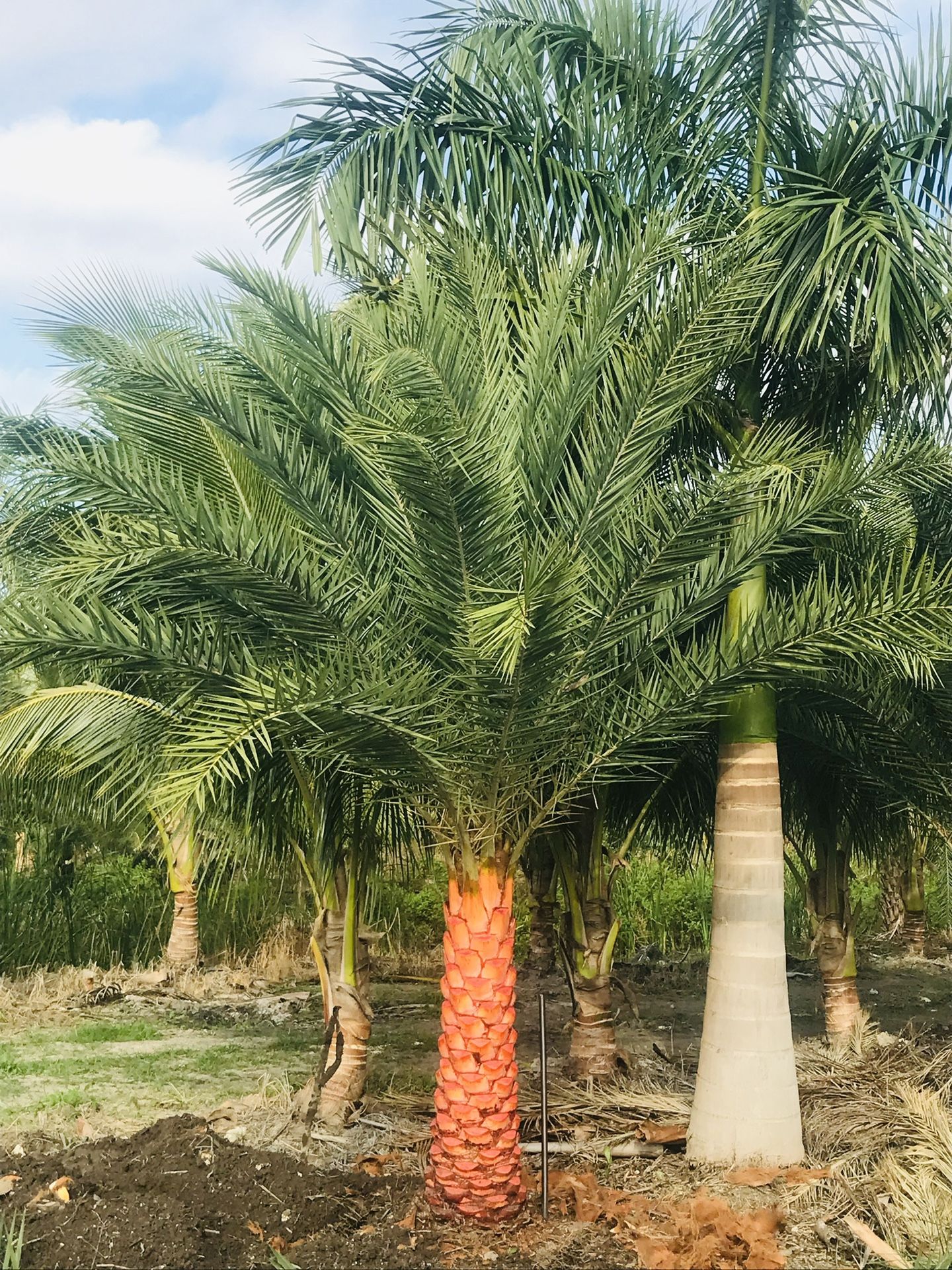 Sylvester Palm Tree for Sale in Miami, FL OfferUp