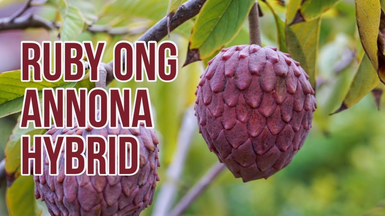 Grafted Annona (two in one) - Hybrid Red Ruby + Cherilata - Flowering and fruiting