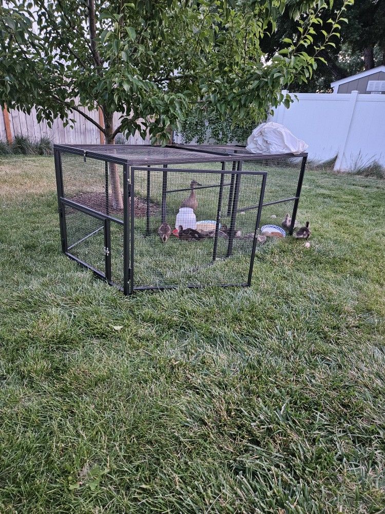 Chicken Run Poltury Run