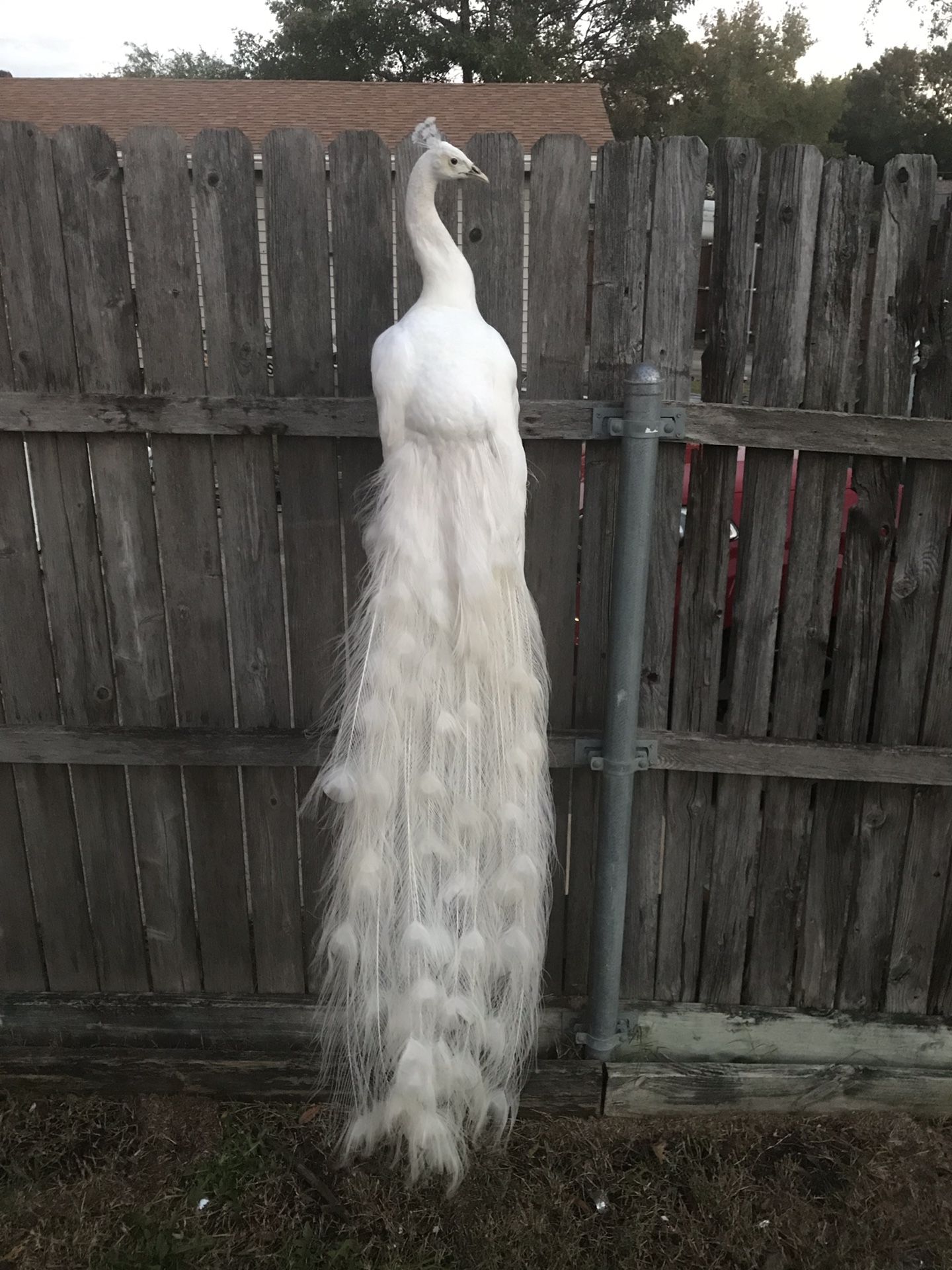 Taxidermy white peacock