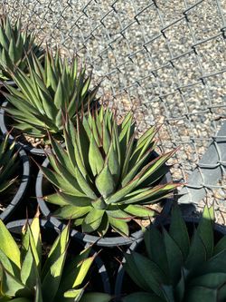 Agave “Blue glow”