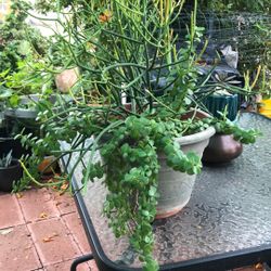 Hade Plant  And Fire Stick 