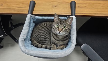 Pet Desk Bed