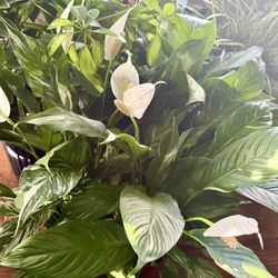 ♥️🌿Super Healthy BLOOMING 🌿variegated Peace Lilly🌿LOW MAINTENANCE 🌿🙏PLS Read Description♥️ 